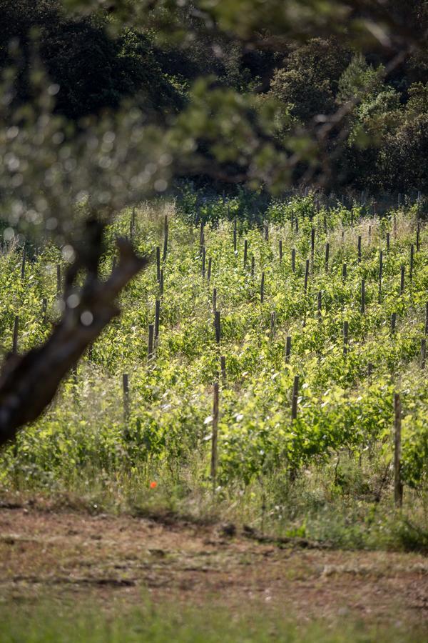 Domaine Monte Verdi Flayosc Exterior photo